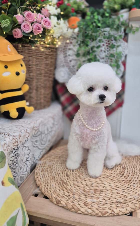 늘예쁜개 · 네이버 지도·플레이스 2