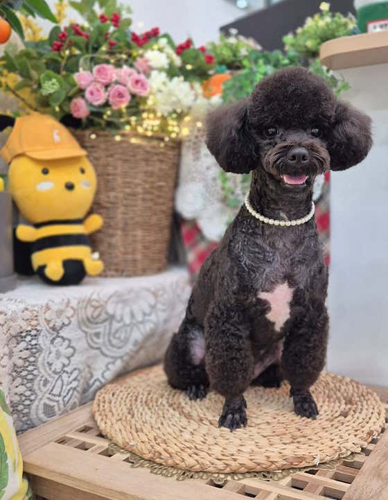 늘예쁜개 · 네이버 지도·플레이스 10