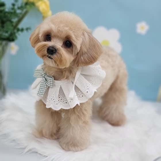 다듬다듬 · 네이버 지도·플레이스 8