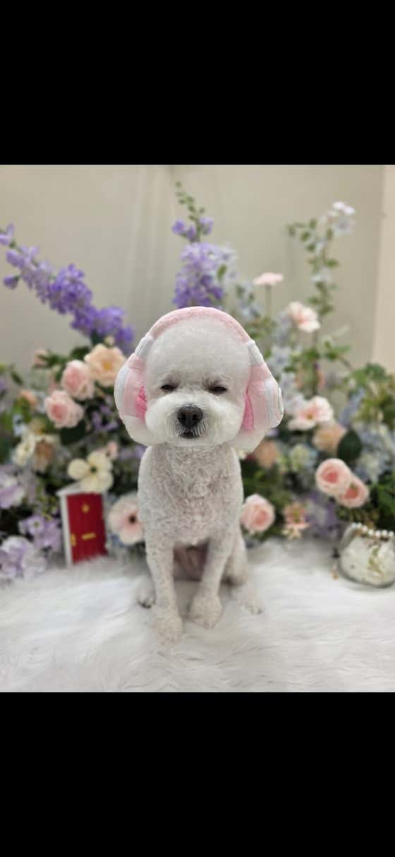 메이펫 · 네이버 지도·플레이스 7