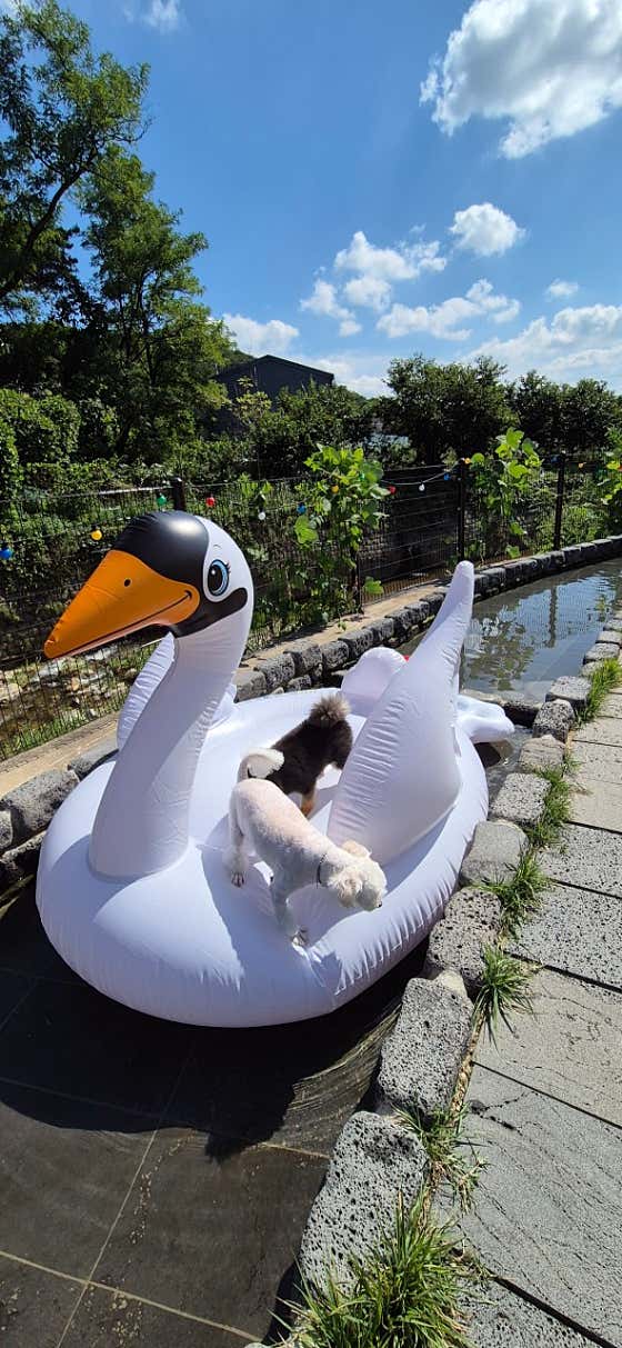 토브테라