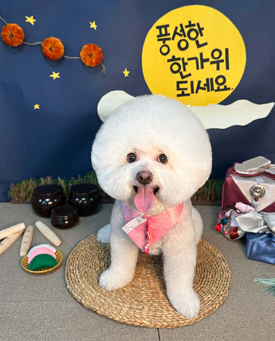 울산제이앤독애견샵 · 네이버 지도·플레이스 6