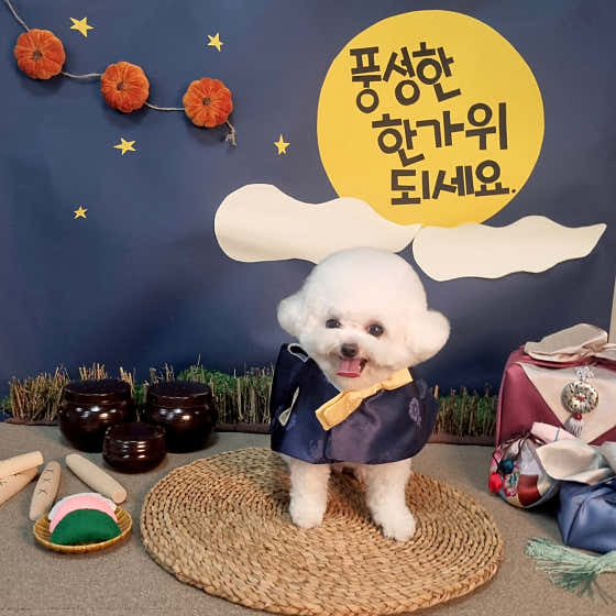 울산제이앤독애견샵 · 네이버 지도·플레이스 9