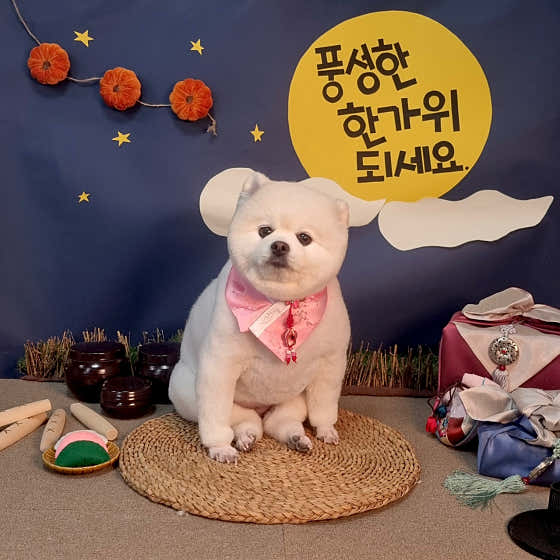 울산제이앤독애견샵 · 네이버 지도·플레이스 8