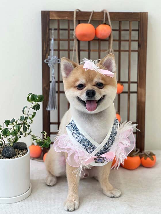빵지펫살롱 · 네이버 지도·플레이스 9