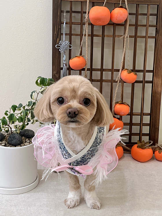 빵지펫살롱 · 네이버 지도·플레이스 10