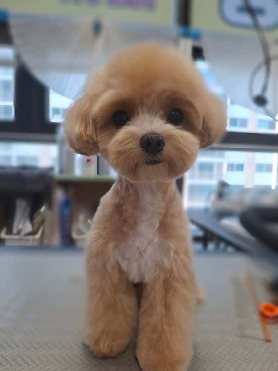 개성애견미용실 · 네이버 지도·플레이스 3