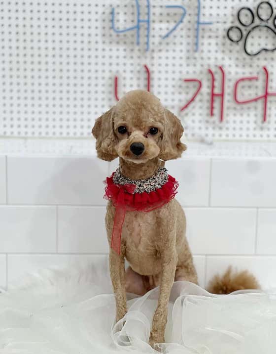 멍멍쓰 · 네이버 지도·플레이스 7