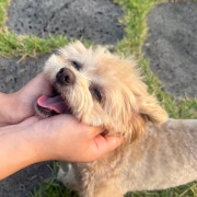 반려동물입장료, 무게제한 없어요🐶 메뉴 사진(네이버)