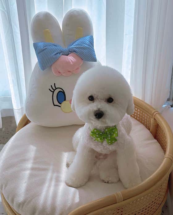 프렌들리 펫살롱 · 네이버 지도·플레이스 4