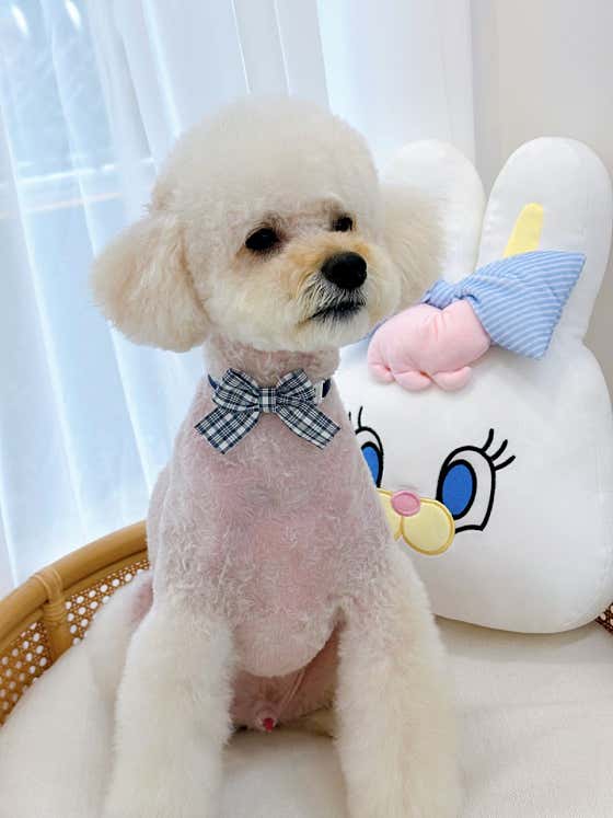 프렌들리 펫살롱 · 네이버 지도·플레이스 5