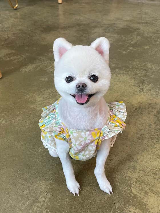 영희와바둑이애견미용샵 · 네이버 지도·플레이스 4
