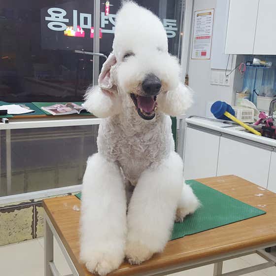 콩쥐애견애묘아카데미 · 네이버 지도·플레이스 4