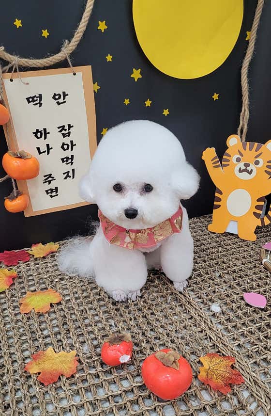 뽀송강아지 · 네이버 지도·플레이스 6