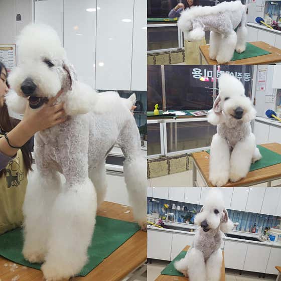 콩쥐애견애묘아카데미 · 네이버 지도·플레이스 3