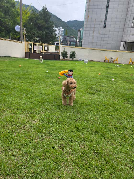 우미유펫카페 · 네이버 지도·플레이스 9