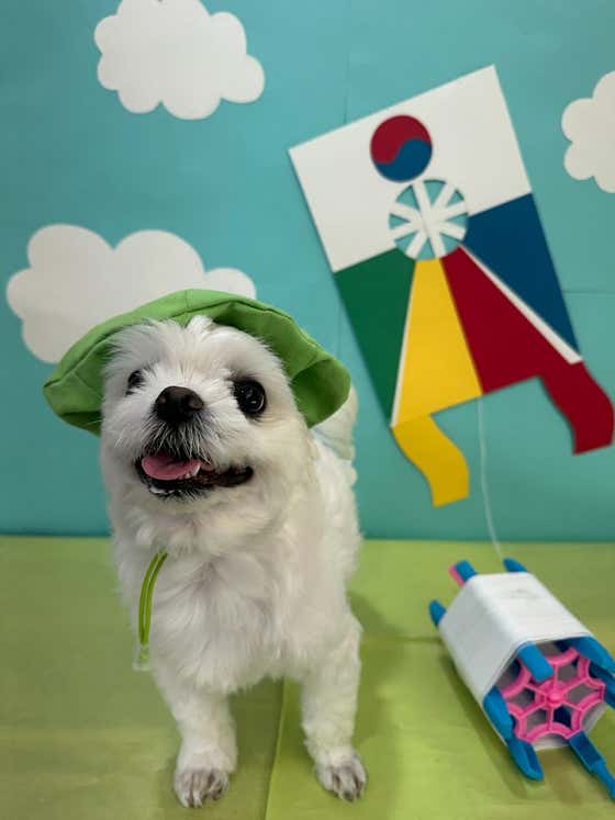 왓썹독 대표이미지