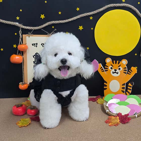 하멍 애견미용실 · 네이버 지도·플레이스 3