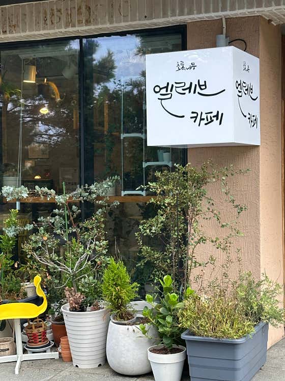 초록나무엘레브카페 · 네이버 지도·플레이스 10