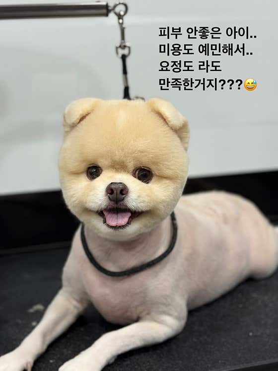 복이네애견미용 · 네이버 지도·플레이스 5