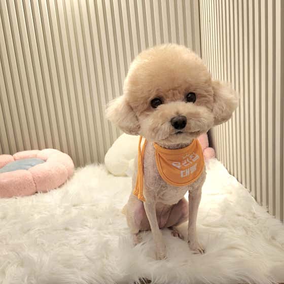 바니펫 · 네이버 지도·플레이스 8