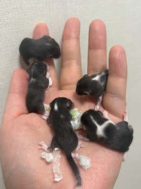 소동물샵 모찌펫