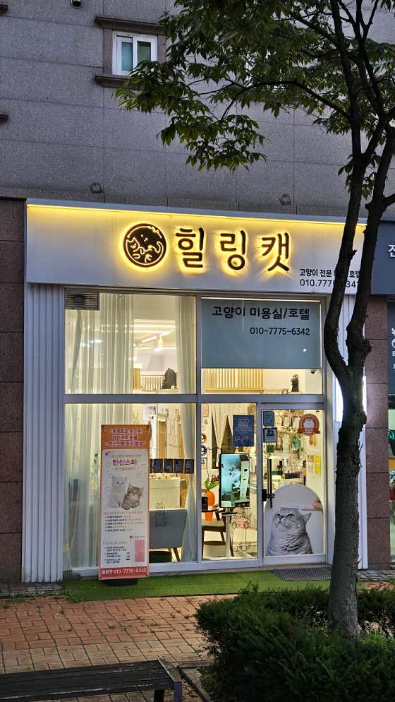 힐링캣 대표이미지