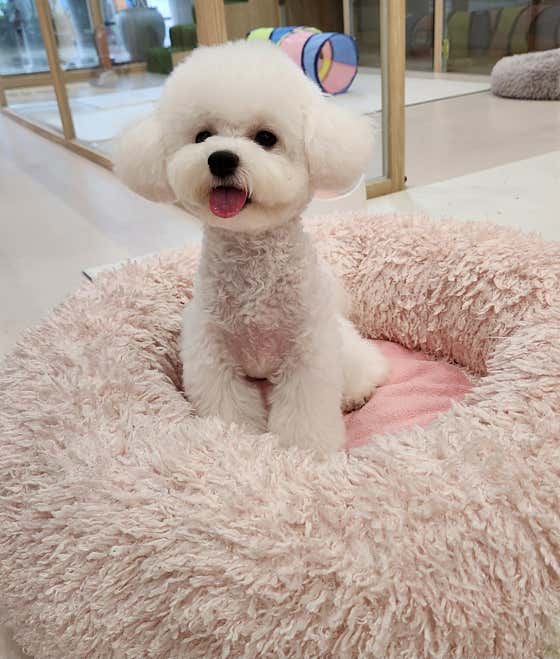 퍼피블링 · 네이버 지도·플레이스 3