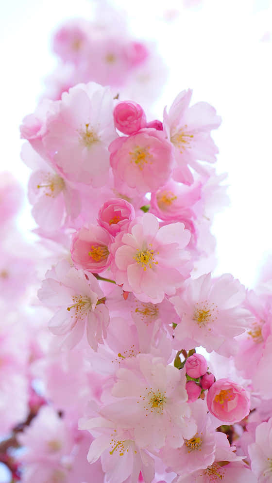 복다방