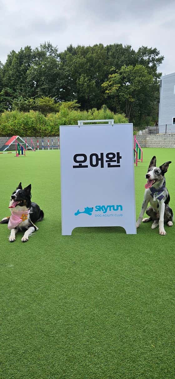 스카이런 어질리티클럽 · 네이버 지도·플레이스 4