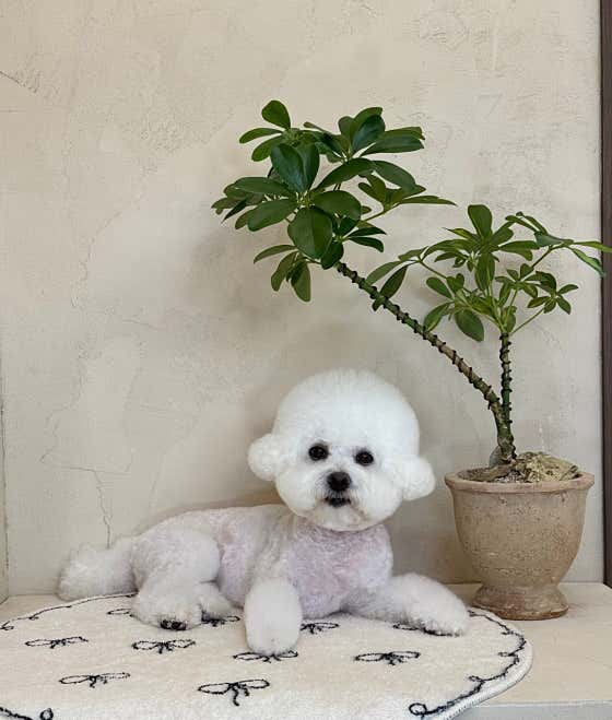 오룸 · 네이버 지도·플레이스 8