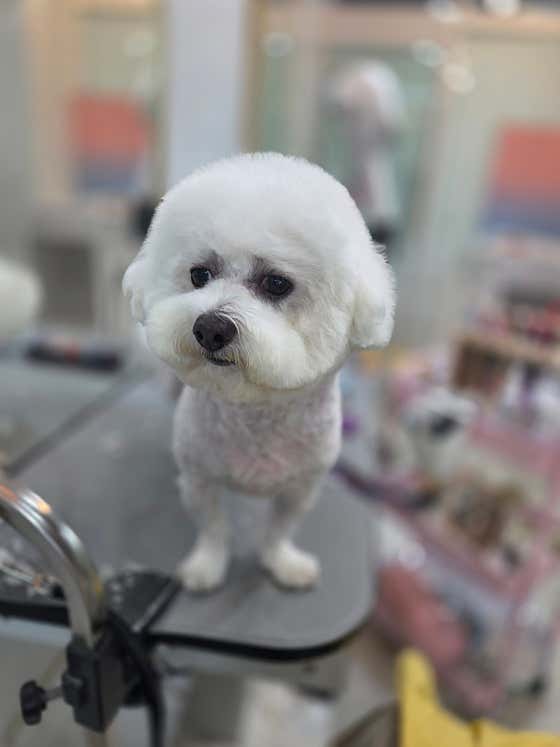 멍멍이미용실 · 네이버 지도·플레이스 8