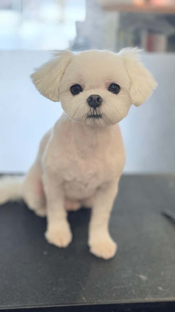 멍멍이미용실 · 네이버 지도·플레이스 3