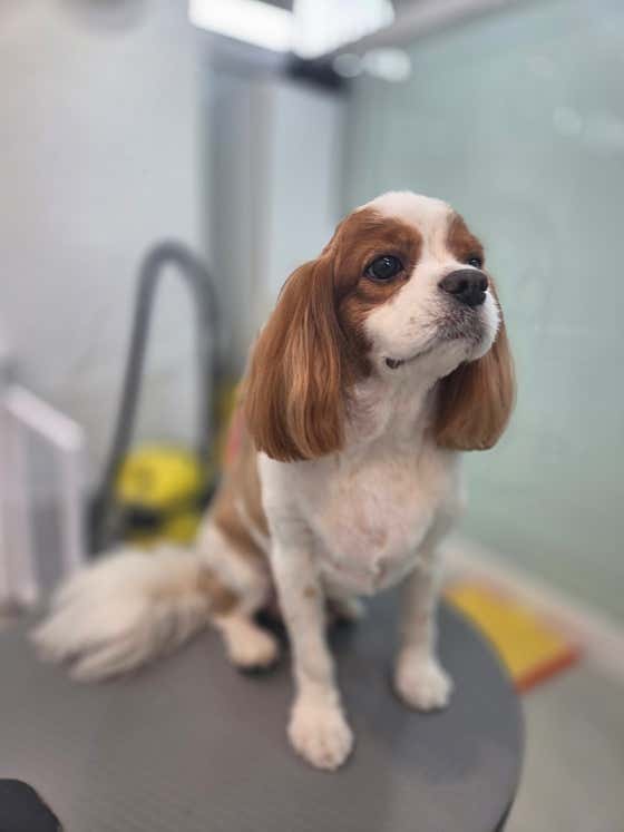 멍멍이미용실 · 네이버 지도·플레이스 10