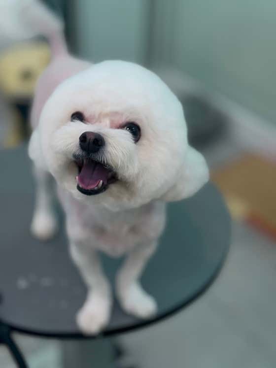 멍멍이미용실 · 네이버 지도·플레이스 7