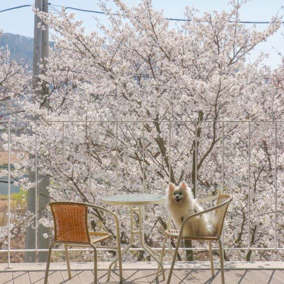 나만,봄 카페