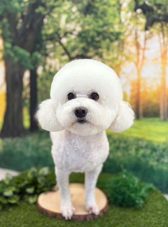 멍숲 강아지미용실 · 네이버 지도·플레이스 4