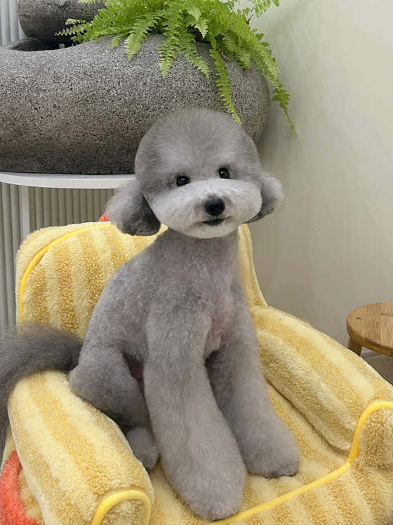 따따시몽 · 네이버 지도·플레이스 4