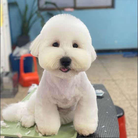 눈부시개 그루밍 대표이미지