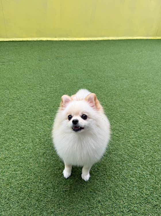 멍몽드 애견 유치원 호텔 · 네이버 지도·플레이스 6