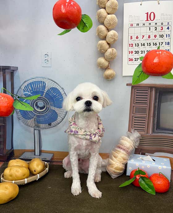 지구별댕댕이 · 네이버 지도·플레이스 8