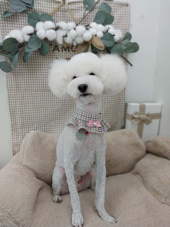 쁘띠댕댕 애견미용실 · 네이버 지도·플레이스 9
