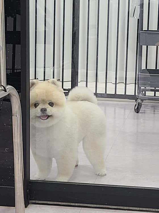 자연스럽개 · 네이버 지도·플레이스 6