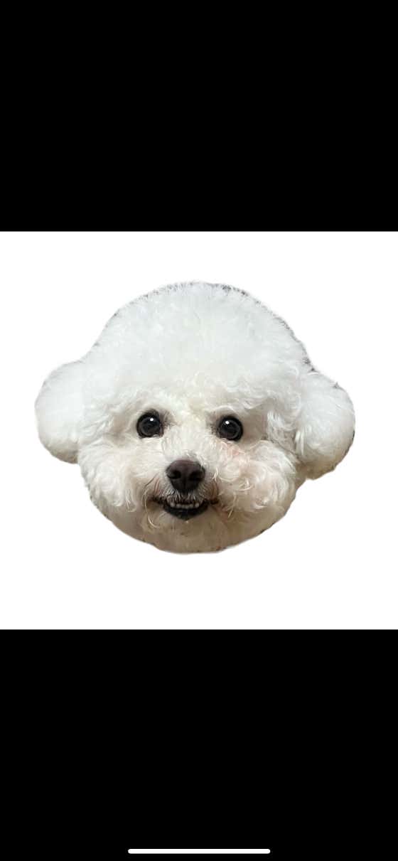 영주애견미용실 여기오개 대표이미지