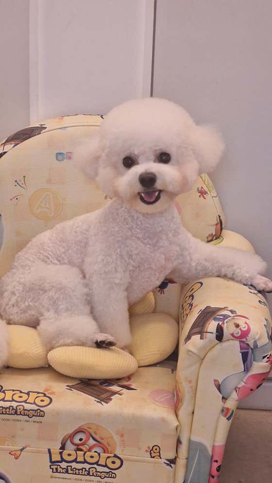 디오펫살롱 · 네이버 지도·플레이스 3