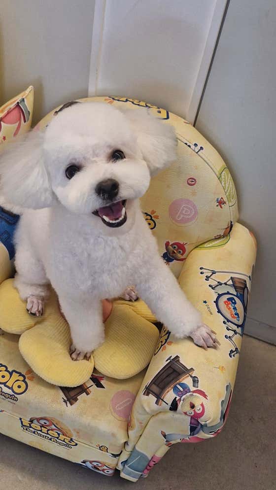 디오펫살롱 · 네이버 지도·플레이스 4