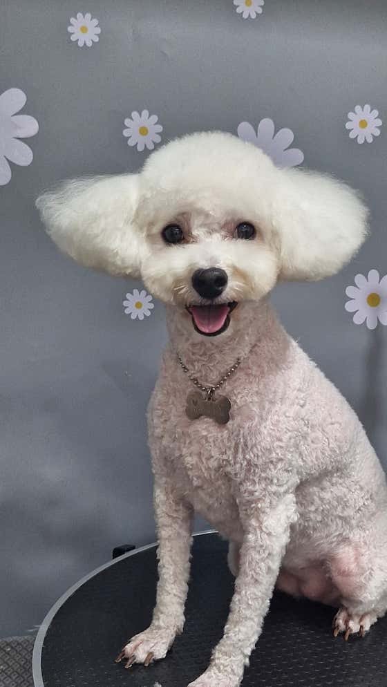 디오펫살롱 · 네이버 지도·플레이스 5