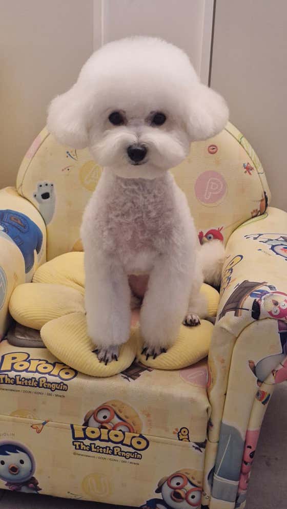 디오펫살롱 · 네이버 지도·플레이스 6