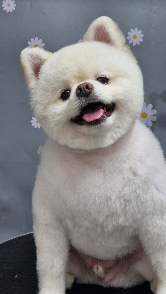 디오펫살롱 · 네이버 지도·플레이스 9