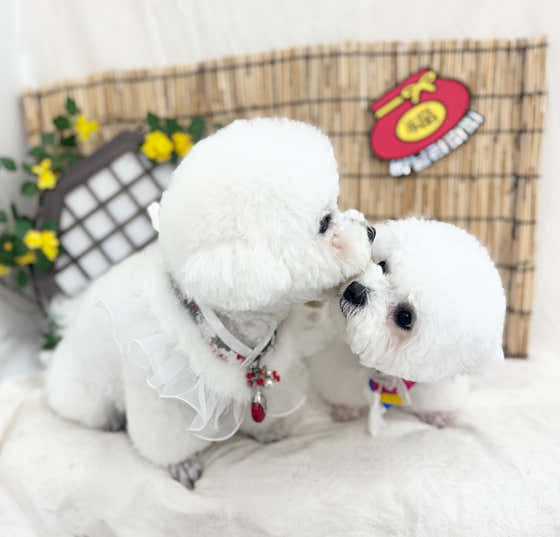바닐라퍼피 대표이미지